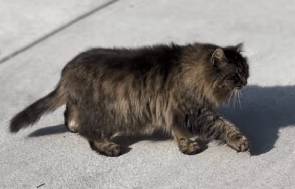 Tortoiseshell longhair cat