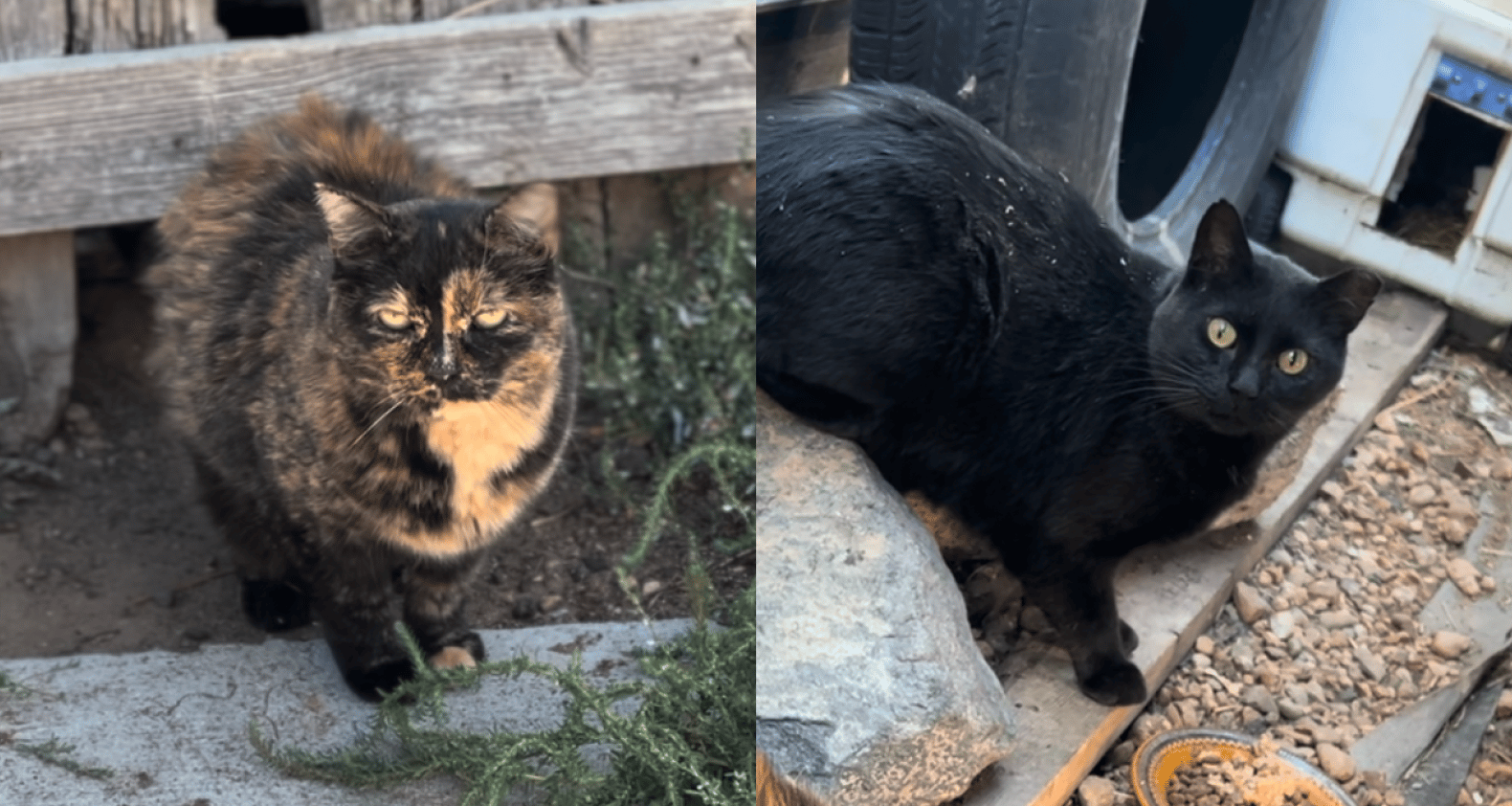 Tortoiseshell shorthair & black shorthair cat
